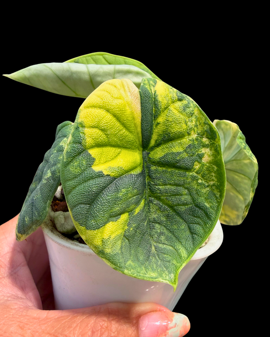Melo Aurea Variegated