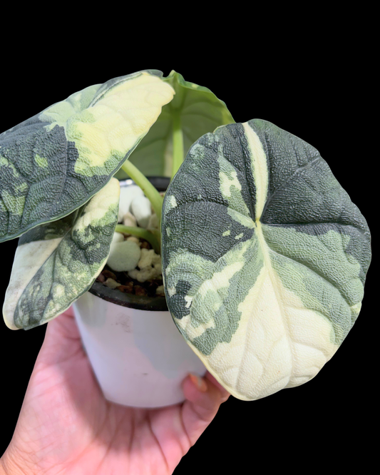 Melo Albo Variegated