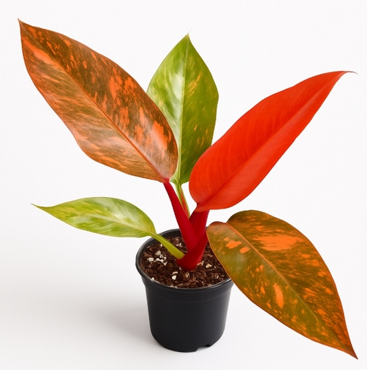 Philodendron 'Orange Princess Marble'