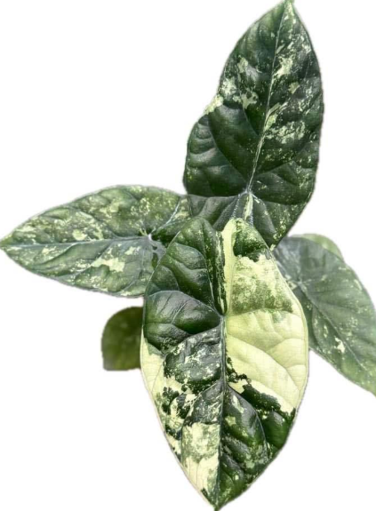 Sinuata Albo Variegated
