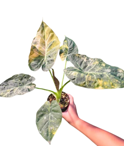 Regal Shield Aurea Variegated