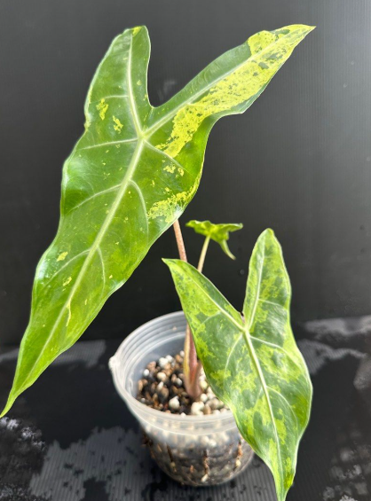 Longiloba Aurea Variegated