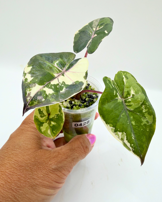 Yucatan Princess Pink Variegated