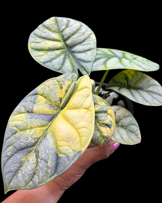 Sliver Dragon Yellow Variegated