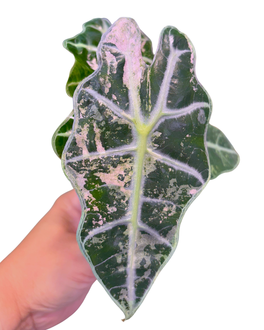 Polly Pink Snowflake Variegated