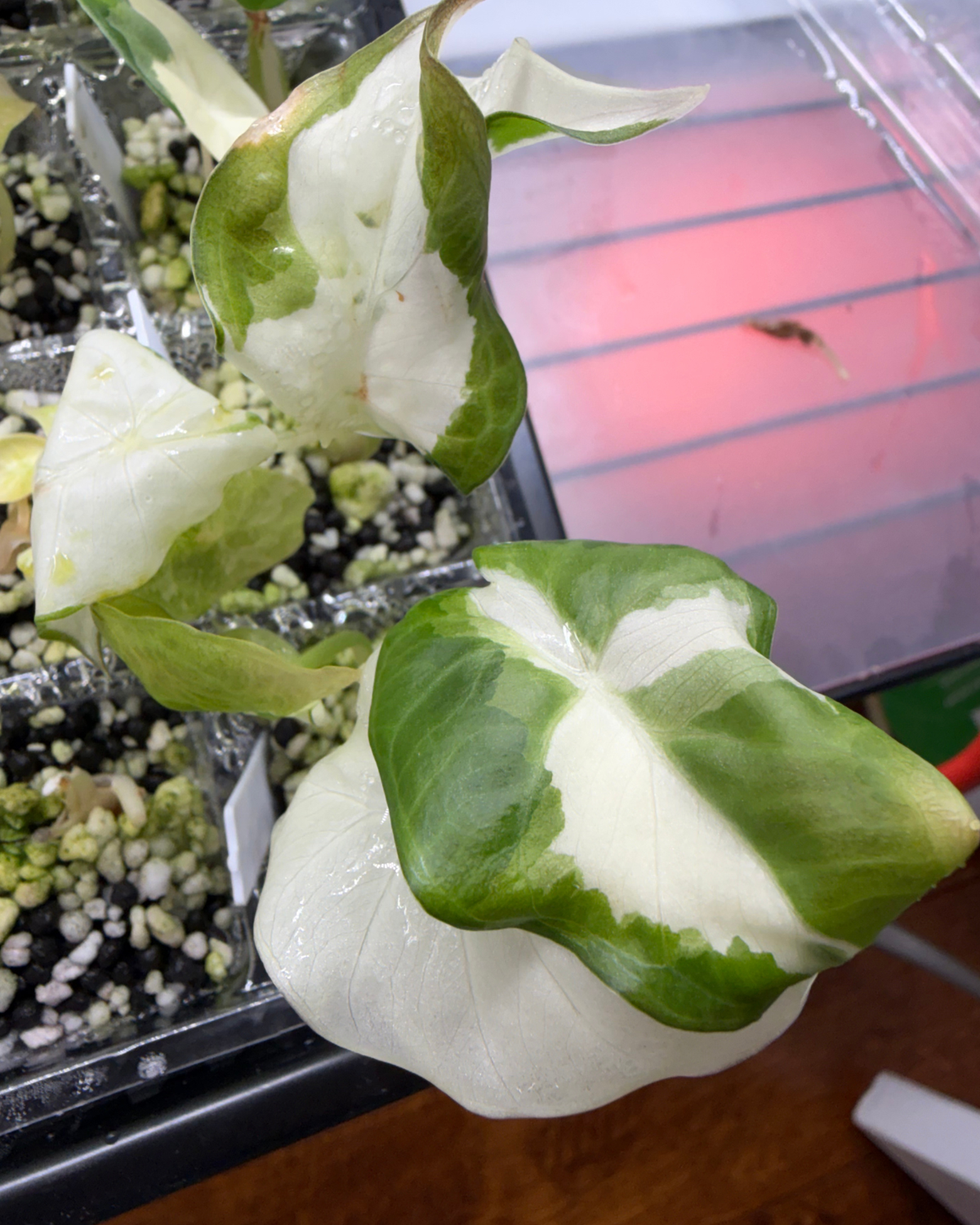 Regal Shield Albo Lava Variegated