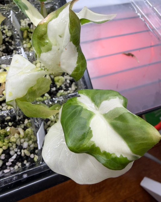Regal Shield Albo Lava Variegated